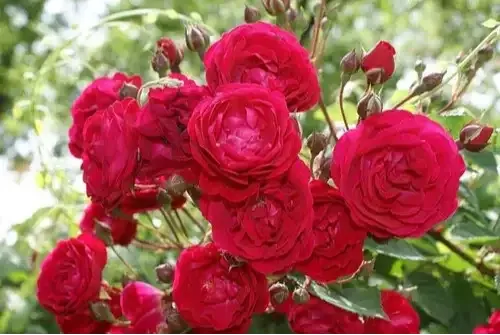 الورد الجوري Damask rose - صورة 6