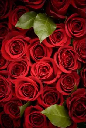 الورد الجوري Damask rose - صورة 5