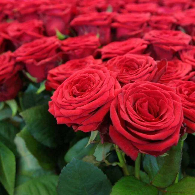 الورد الجوري Damask rose - صورة 4