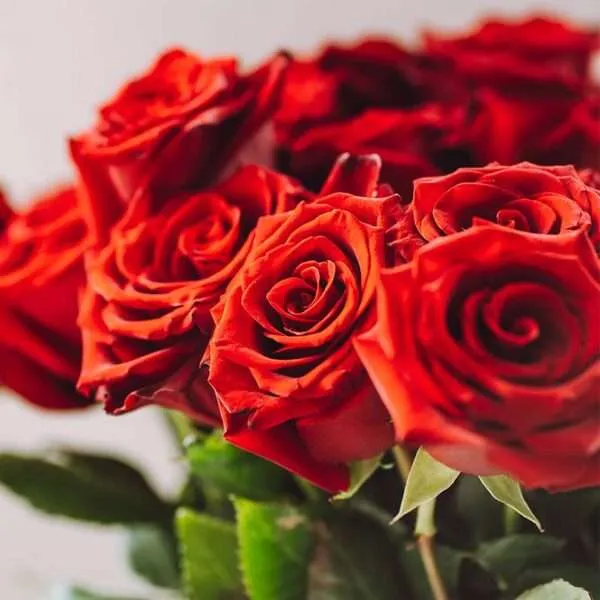 الورد الجوري Damask rose - صورة 3