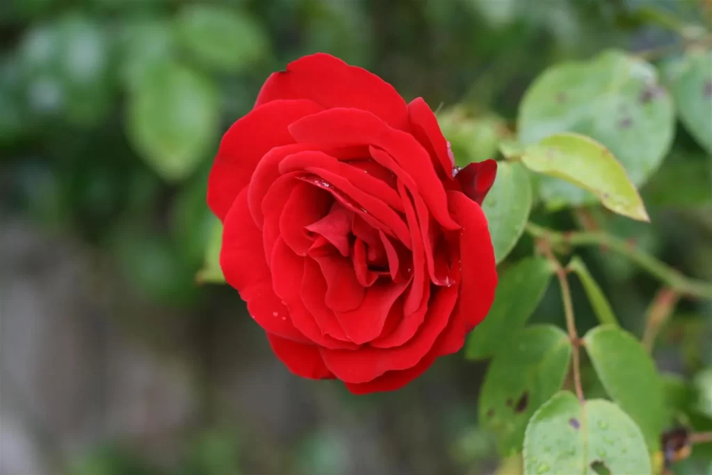 الورد الجوري Damask rose