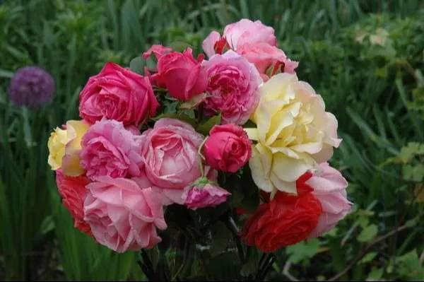 الورد الجوري Damask rose - صورة 2