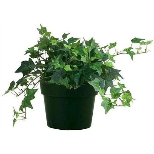 حبل المساكين Hedera helix
