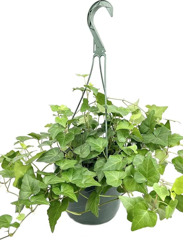 حبل المساكين Hedera helix - صورة 2