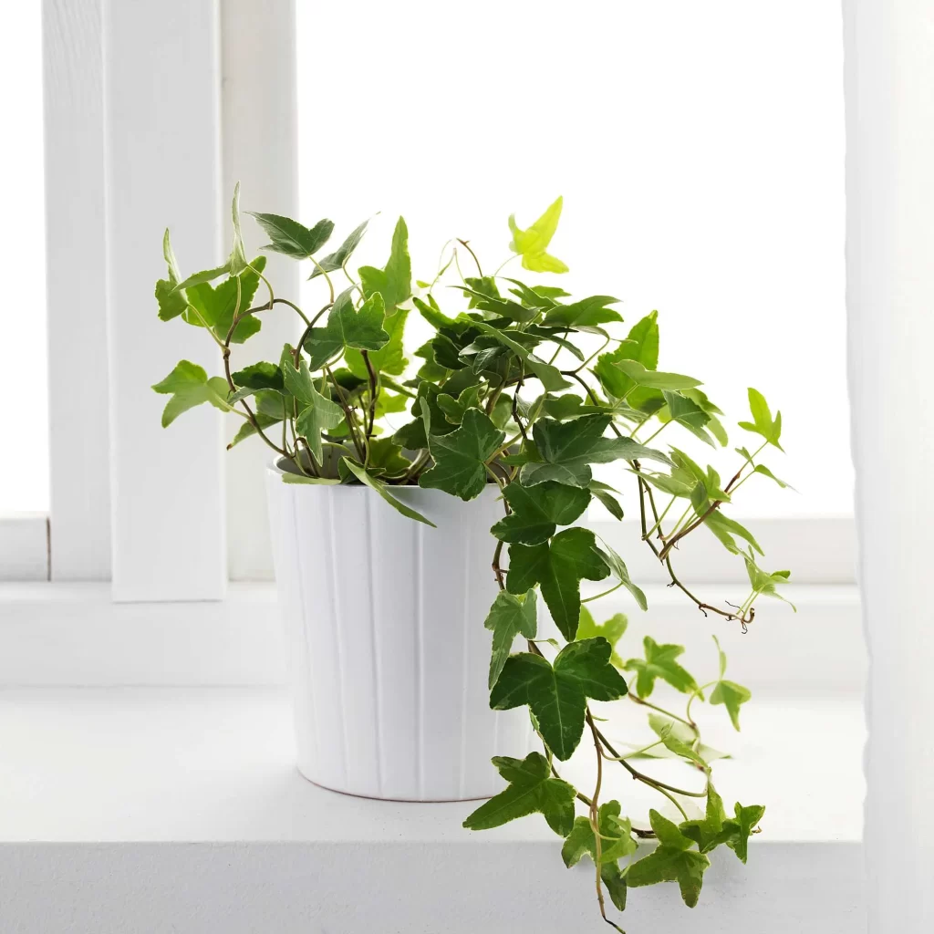 حبل المساكين Hedera helix - صورة 3
