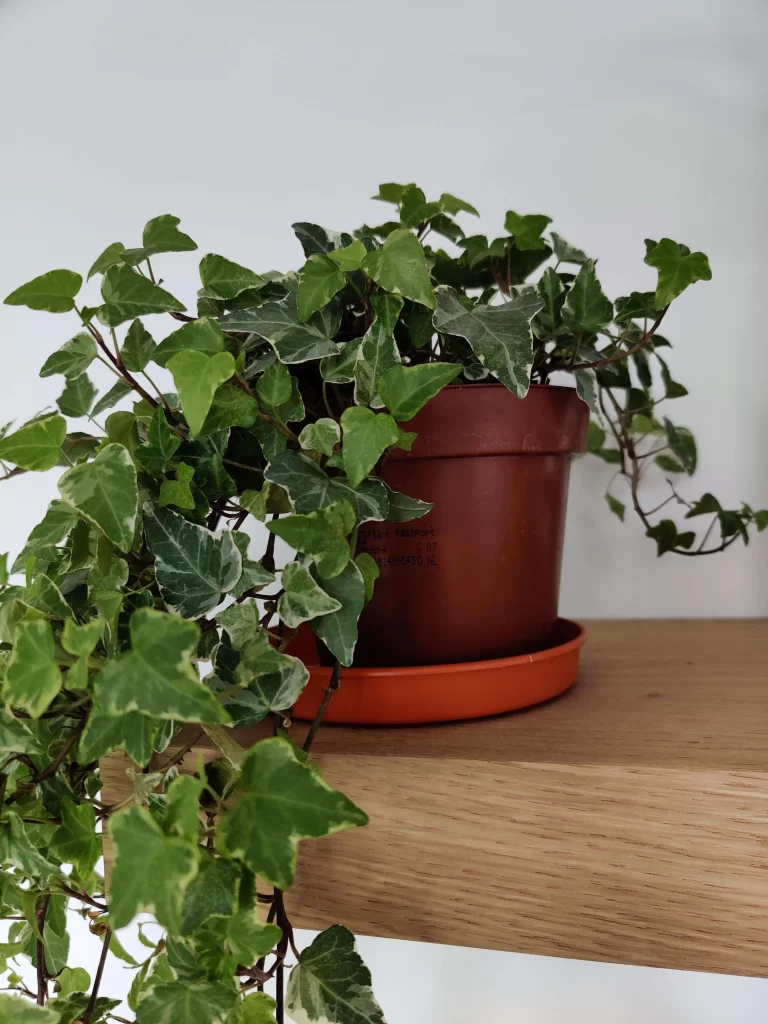 حبل المساكين Hedera helix - صورة 4