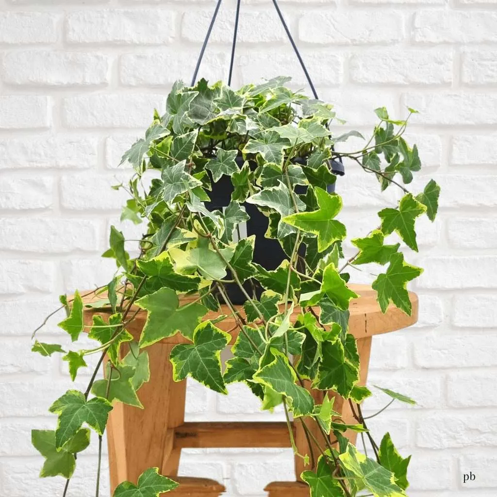 حبل المساكين Hedera helix - صورة 5