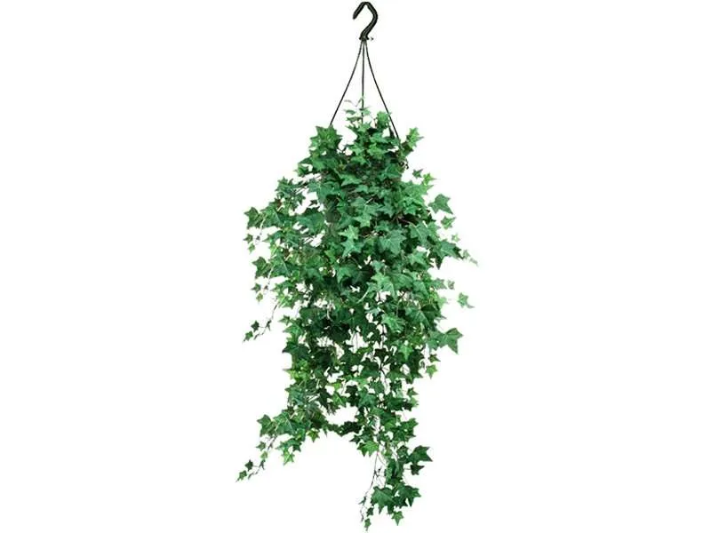 حبل المساكين Hedera helix - صورة 6