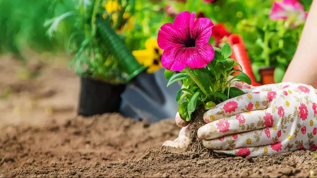زراعة الورود في المنزل - صورة 2