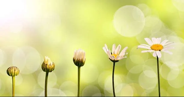زراعة الورود في المنزل - صورة 4