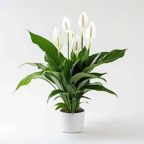 زنبق السلام Spathiphyllum