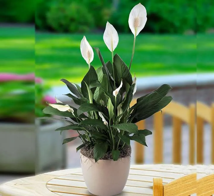 زنبق السلام Spathiphyllum - صورة 2