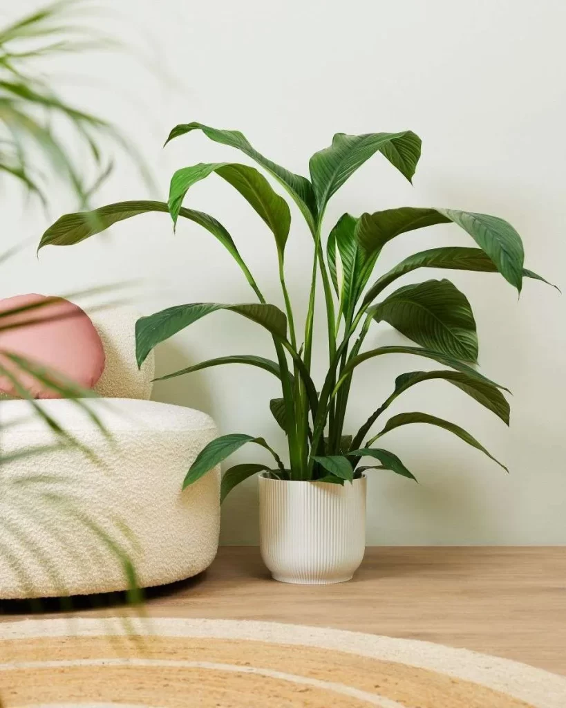زنبق السلام Spathiphyllum - صورة 3