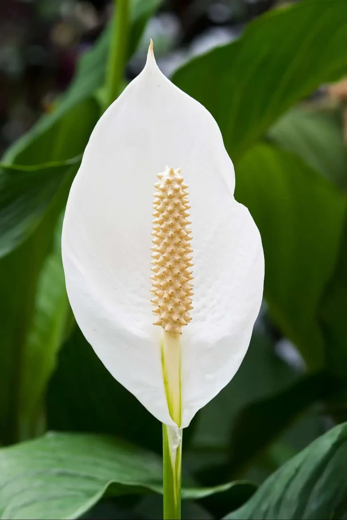 زنبق السلام Spathiphyllum - صورة 4
