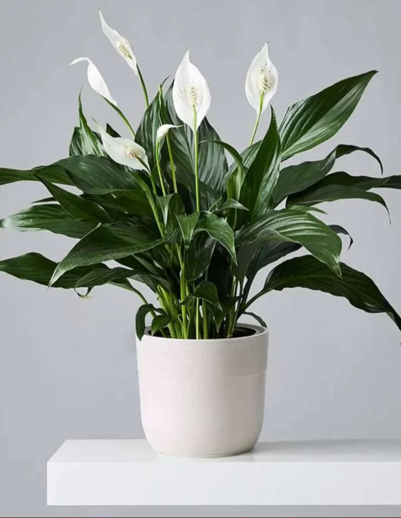 زنبق السلام Spathiphyllum - صورة 5