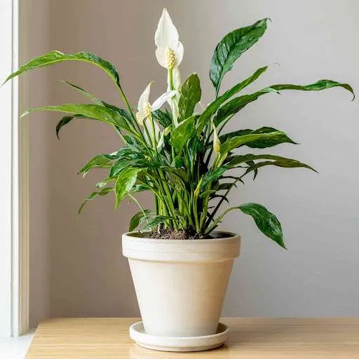 زنبق السلام Spathiphyllum - صورة 6