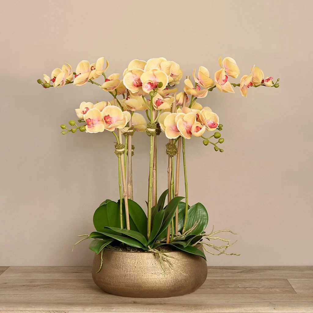 زهرة الاوركيد الذهبية Moth orchids
