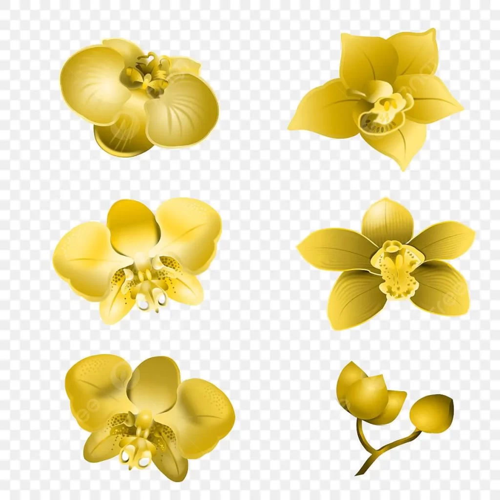 زهرة الاوركيد الذهبية Moth orchids - صورة 2