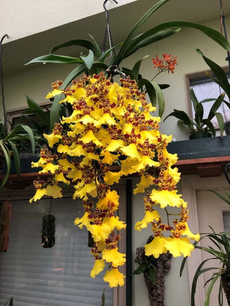 زهرة الاوركيد الذهبية Moth orchids - صورة 3