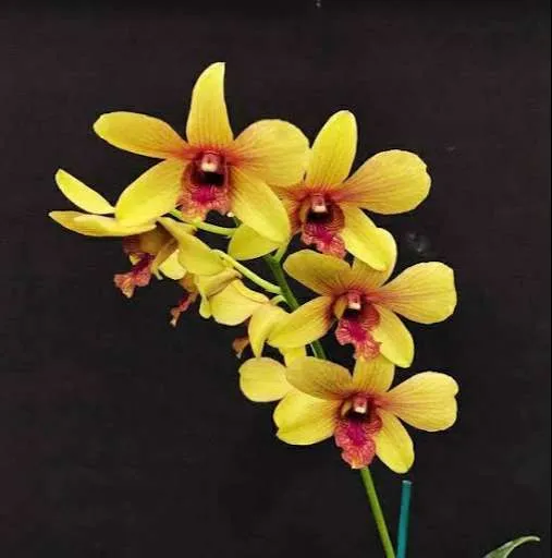 زهرة الاوركيد الذهبية Moth orchids - صورة 5