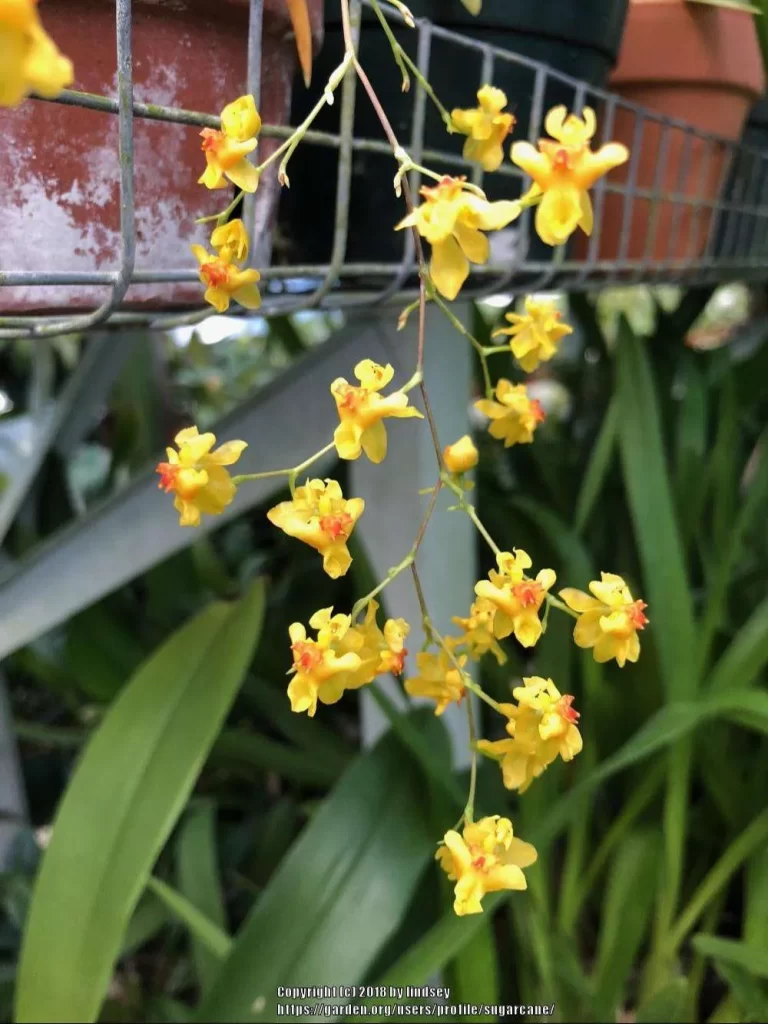 زهرة الاوركيد الذهبية Moth orchids - صورة 6