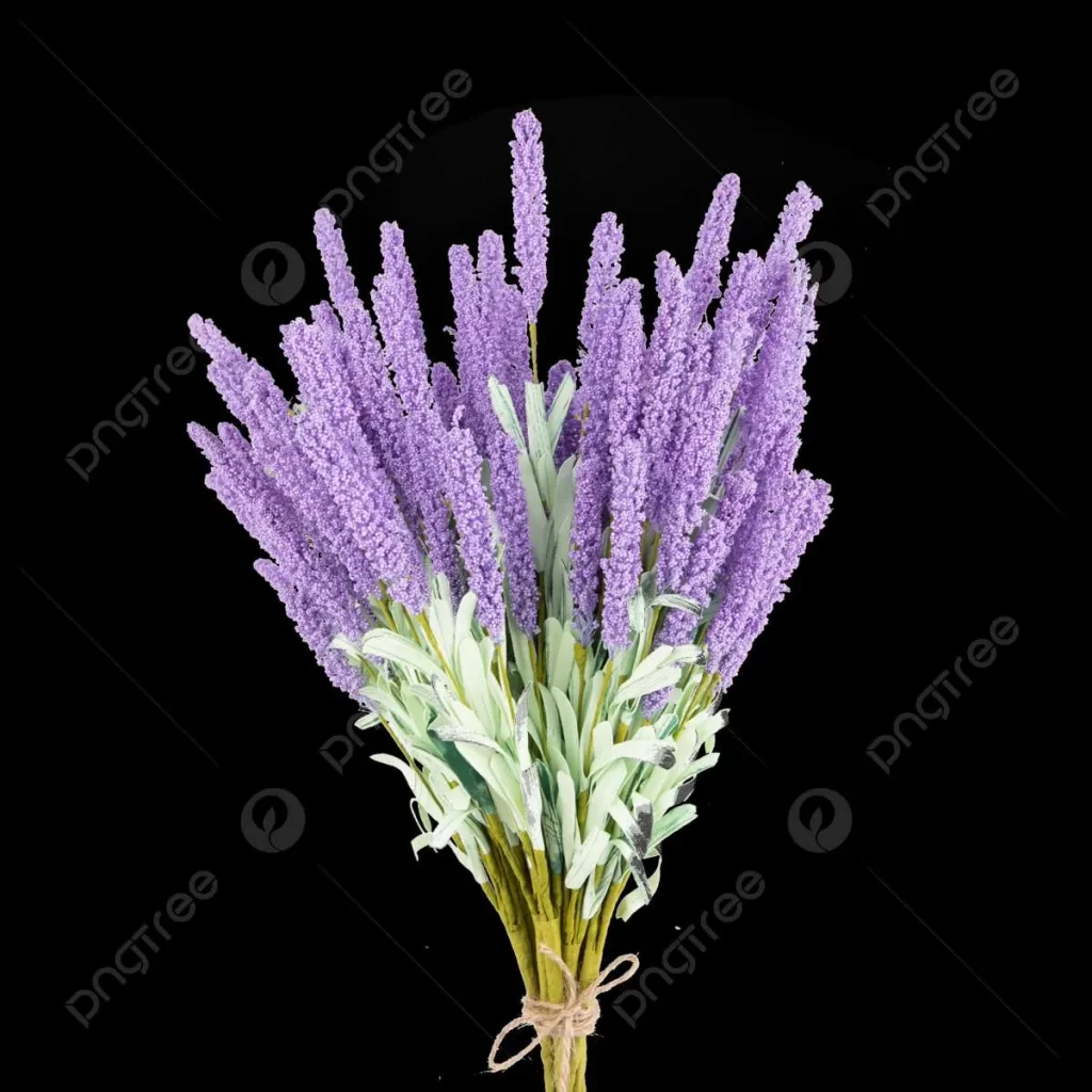 زهرة الخزامى Lavender - صورة 3