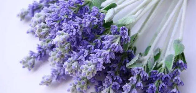زهرة الخزامى Lavender - صورة 4