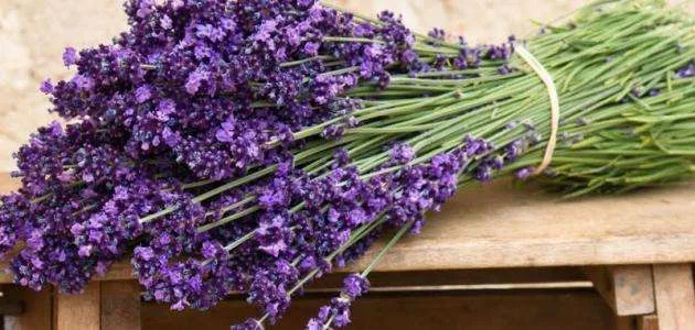 زهرة الخزامى Lavender - صورة 5