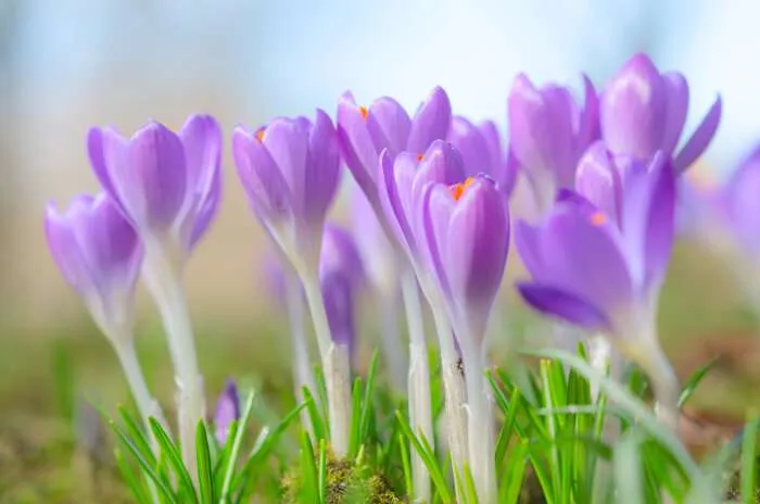 زهرة الزعفران Crocus sativus