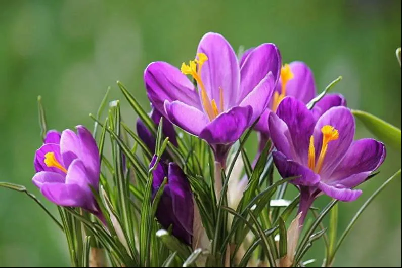 زهرة الزعفران Crocus sativus - صورة 4