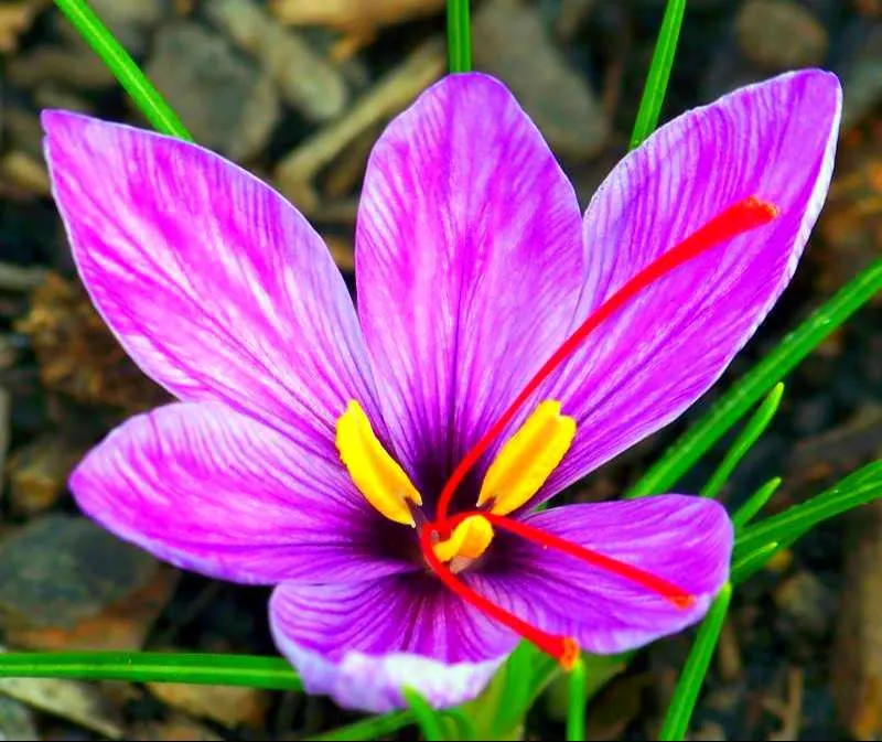 زهرة الزعفران Crocus sativus - صورة 5