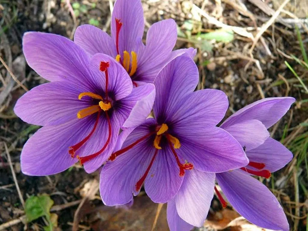 زهرة الزعفران Crocus sativus - صورة 6