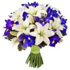 زهرة الزنبق - زهور الزنبق Lily - صورة 5