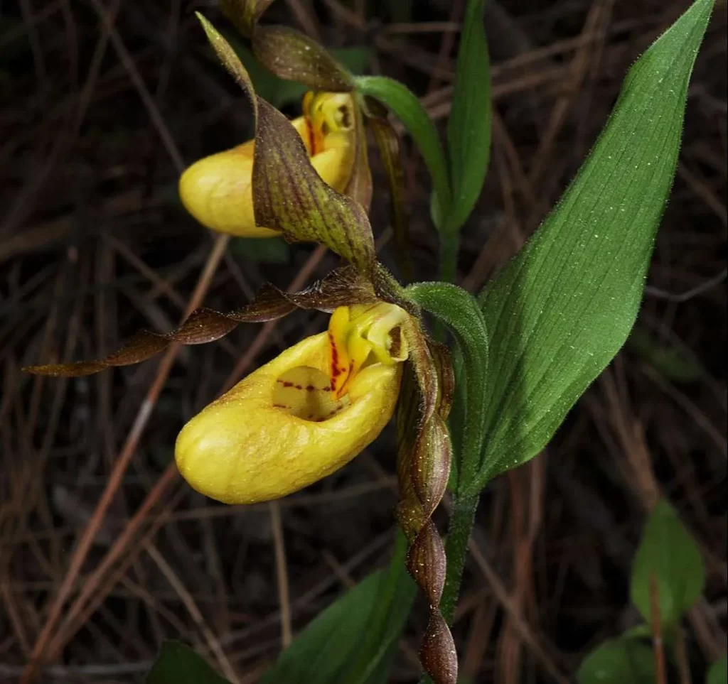 زهرة سيدة شبشب Cypripedium parviflorum - صورة 6