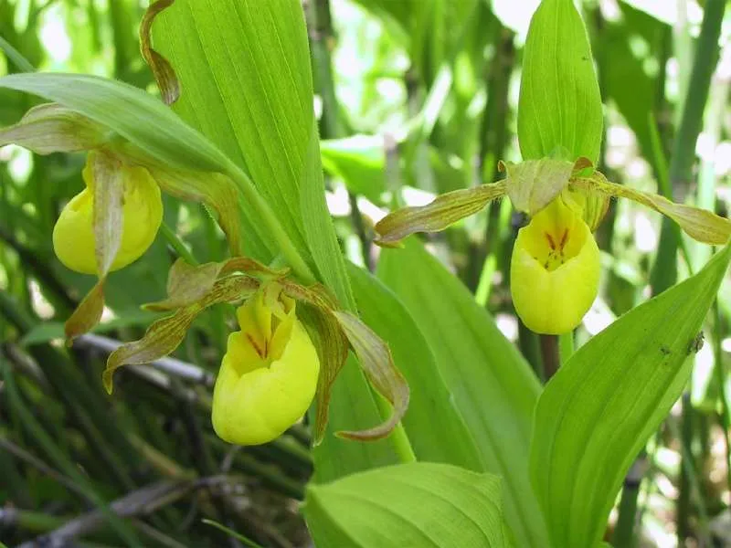 زهرة سيدة شبشب Cypripedium parviflorum