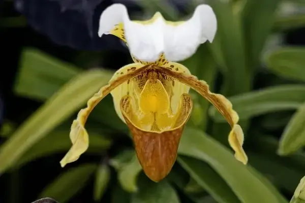 زهرة سيدة شبشب Cypripedium parviflorum - صورة 2