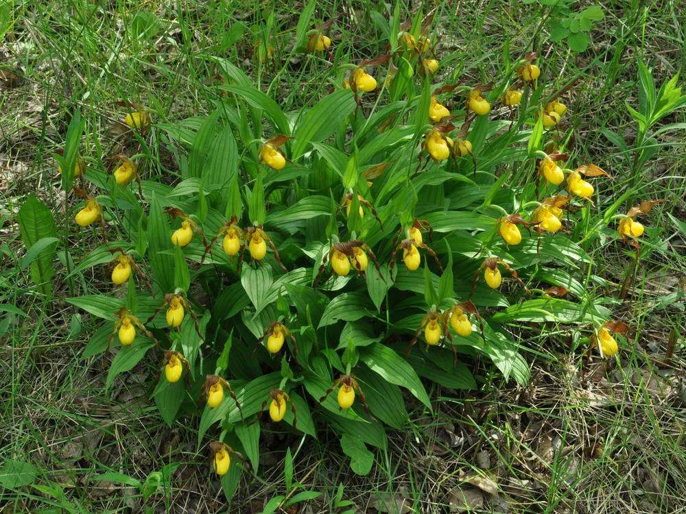 زهرة سيدة شبشب Cypripedium parviflorum - صورة 3