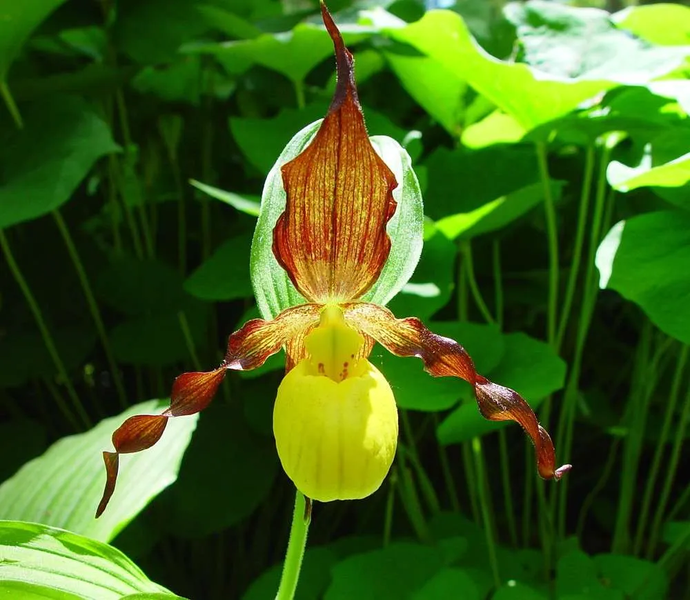 زهرة سيدة شبشب Cypripedium parviflorum - صورة 4