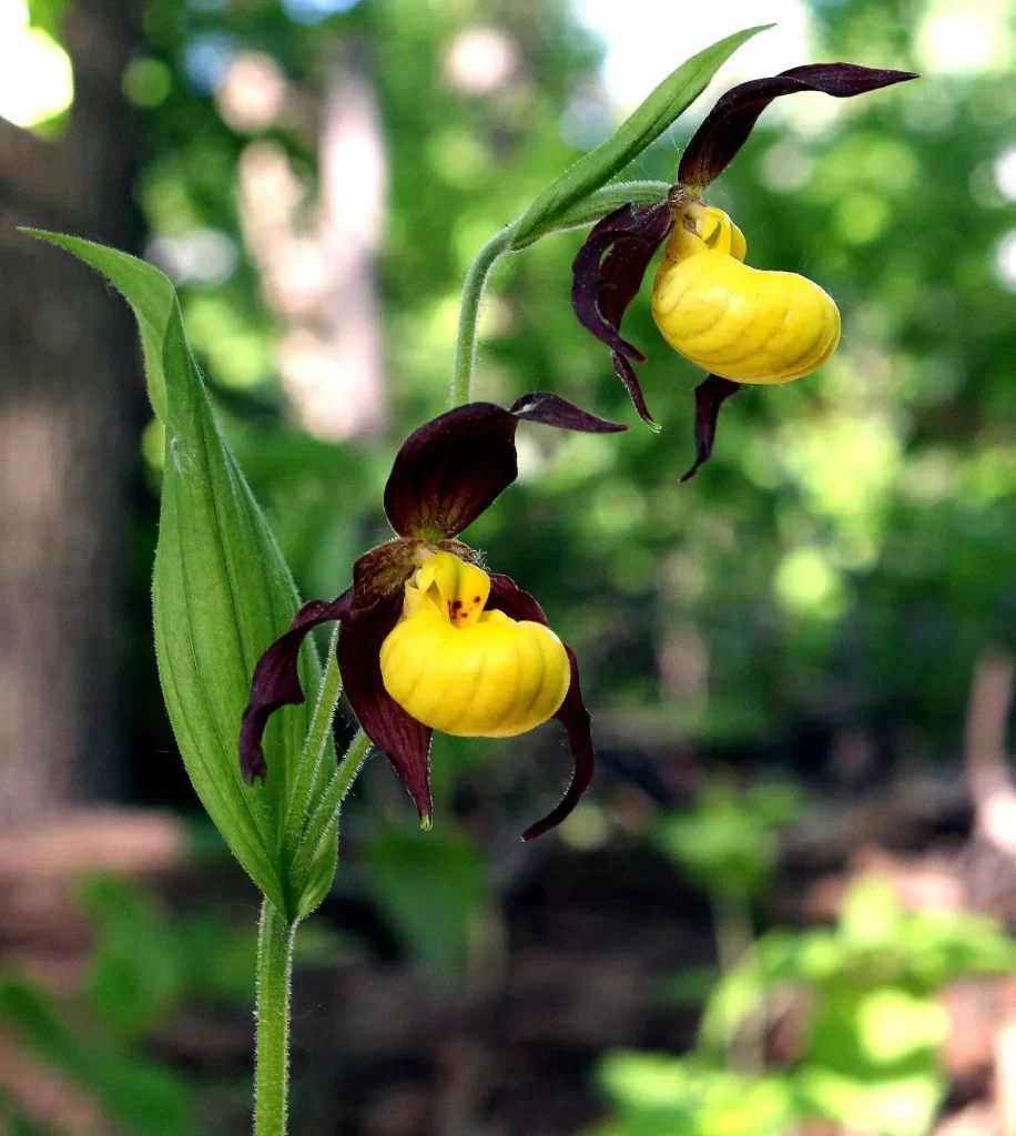 زهرة سيدة شبشب Cypripedium parviflorum - صورة 5