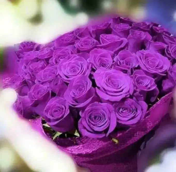 زهور البنفسج Violet