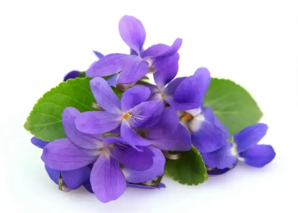 زهور البنفسج Violet - صورة 2