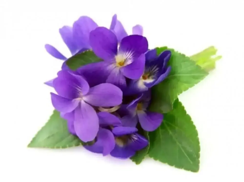 زهور البنفسج Violet - صورة 3