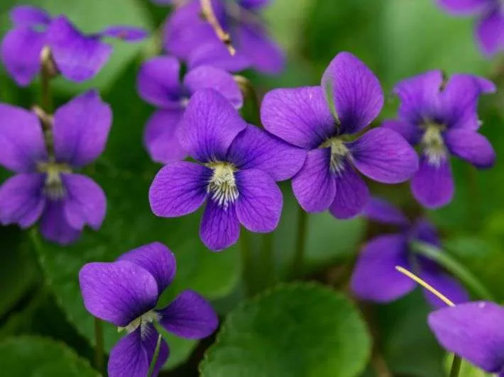 زهور البنفسج Violet - صورة 5