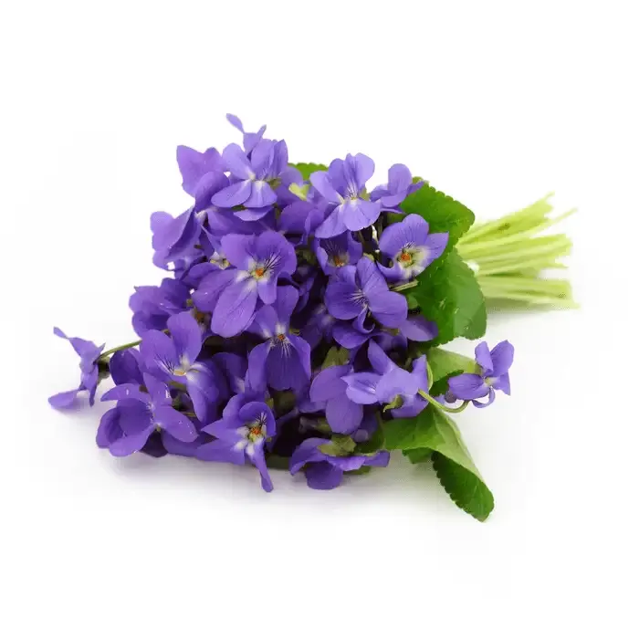 زهور البنفسج Violet - صورة 6