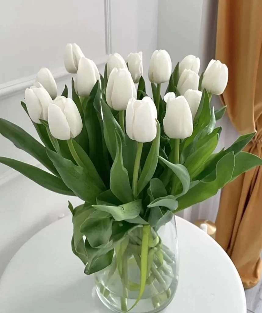 زهور التوليب Tulip - صورة 3