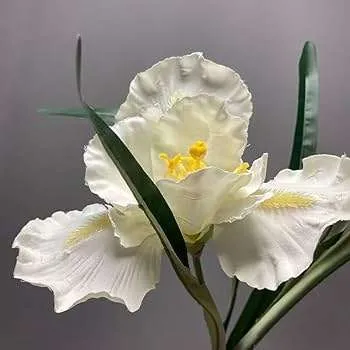 زهور السوسن Irises - صورة 2