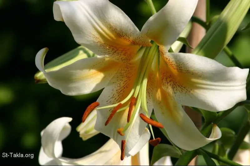 زهور السوسن Irises - صورة 4