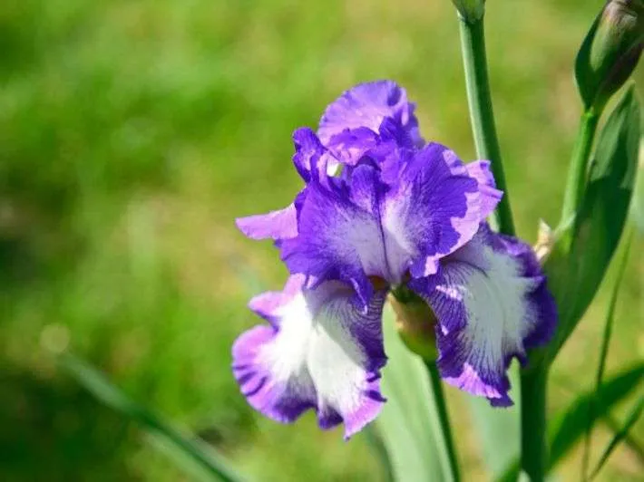 زهور السوسن Irises - صورة 5