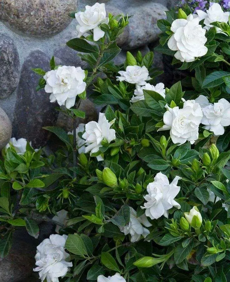 زهور الغاردينيا Gardenia - صورة 2