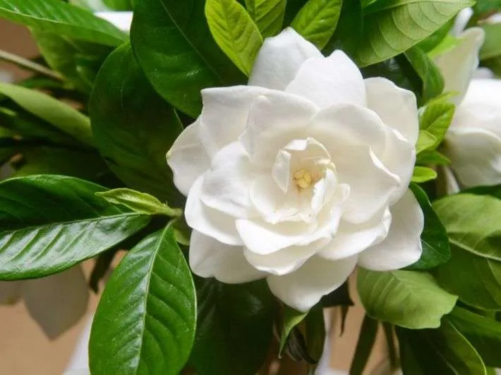زهور الغاردينيا Gardenia - صورة 5